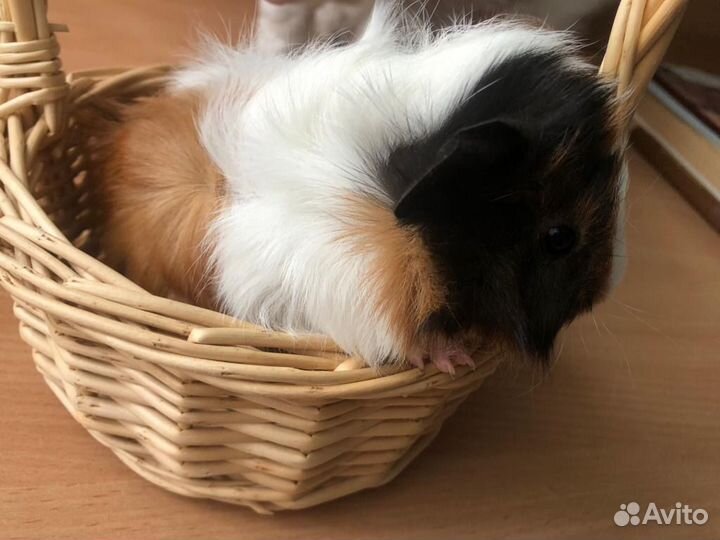 Морская свинка