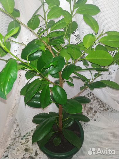 Фикус микрокарпа мокламе (Ficus Moclame)