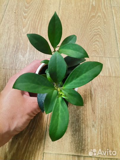 Комнатные растения