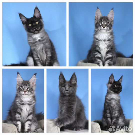 Котята Мейн-кунов