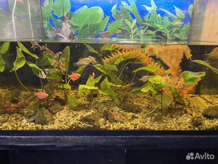 Аквариум