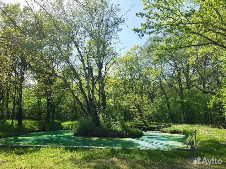 Отдых в лесу у пруда аренда дома бани