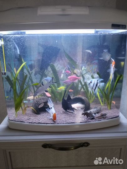Аквариум с рыбками