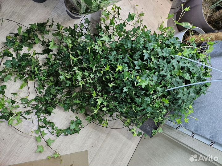 Плющ Хедера 24/150