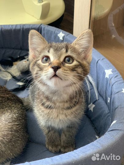 Кошечка в добрые руки