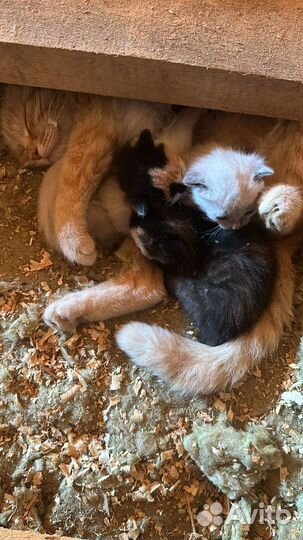 Котята в добрые руки