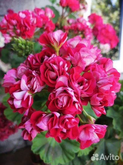 Пеларгония герань