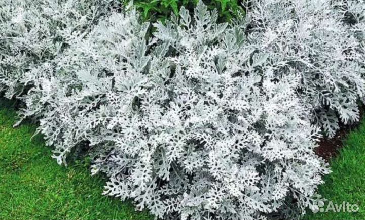 Рассада цинерарии