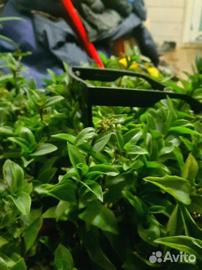 Очки Matrix Polarized матовые