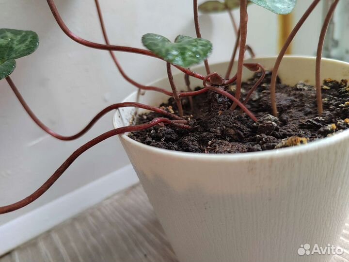 Европейский цикламен