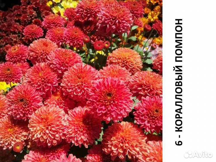 Хризантема мультифлора