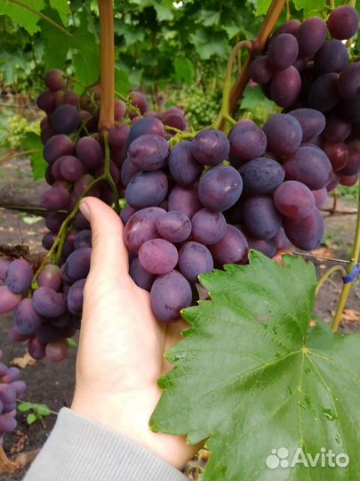 Черенки винограда