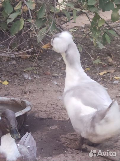 Продам селезня