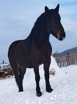 Лошади кобылка обмен Жеребец