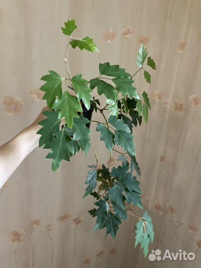 Фикус сциндапсус дримеопсис