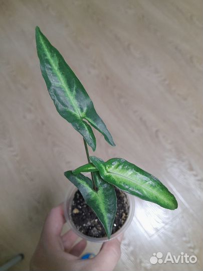 Сингониум ушковидный