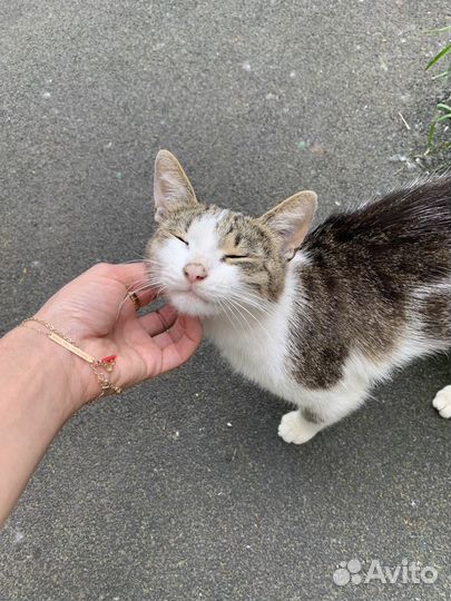 Кошка добрейшая миниатюрная молодая, около годика