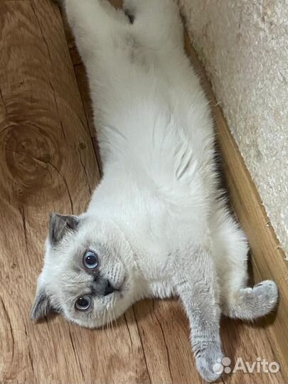 Шотландская