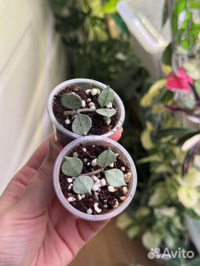 Хойя curtisii silver