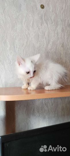 Белоснежный малыш с пару вкраплений