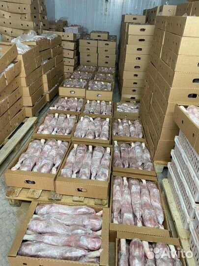 Мясо кролика