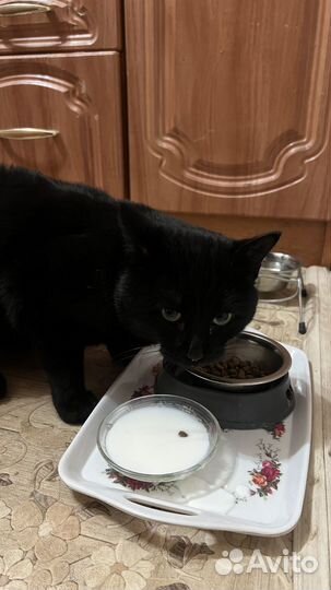 Черный котик на удачу в добрые руки