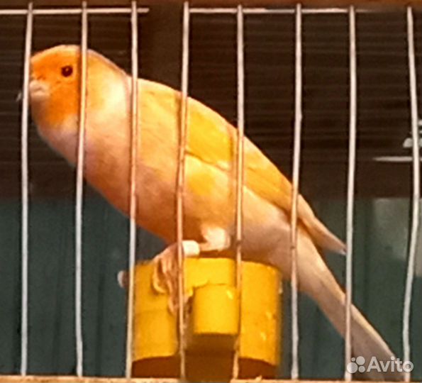 Канарейки