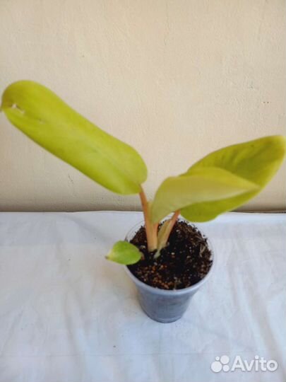 Филодендроны