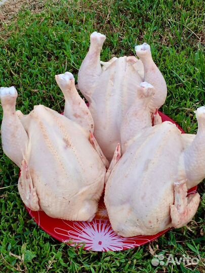 Цыплята корнишоны деревенские