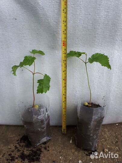 Саженцы фундука сорт 