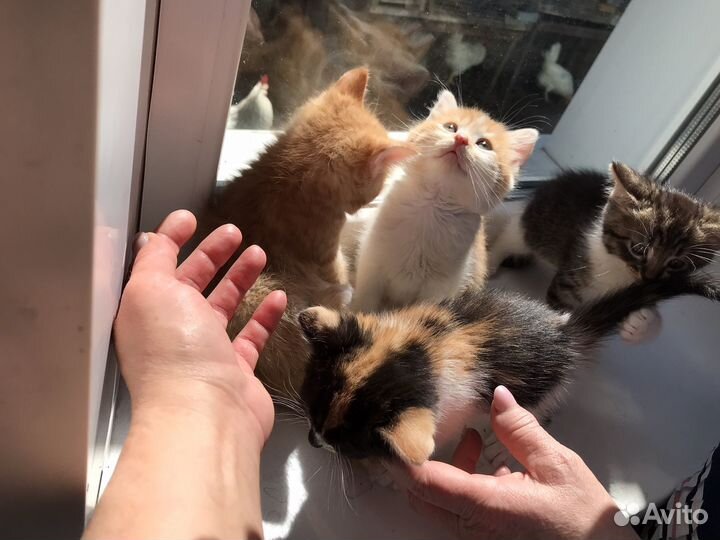 Котята в добрые руки