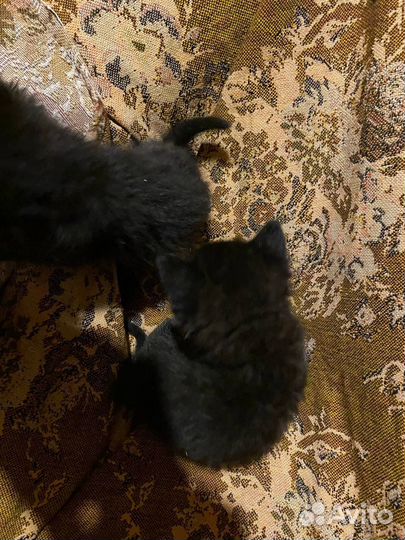 Котята в добрые руки бесплатно