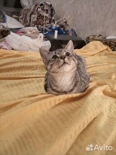 Очень ласковый полосатик. Метис