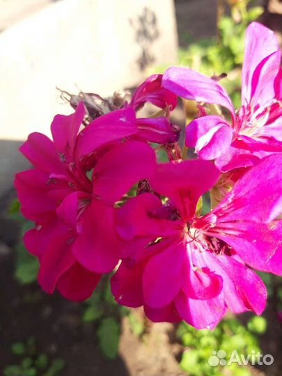 Пеларгония герань