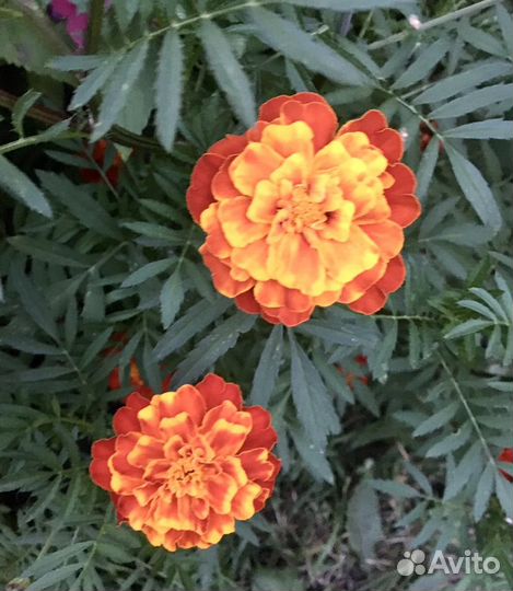 Семена бархатцев много