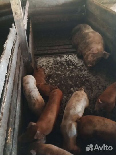 Поросята ландрас дюрок