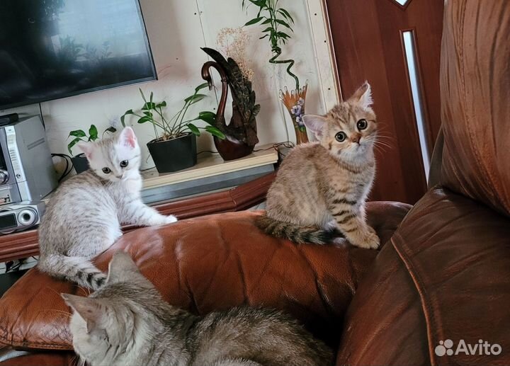 Британская кошка