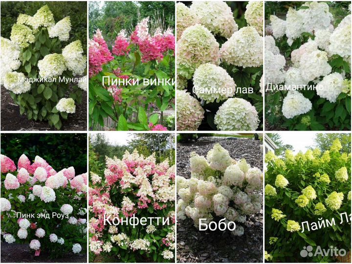 Гортензии10 сортов