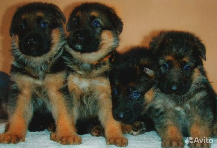 Немецкая овчарка