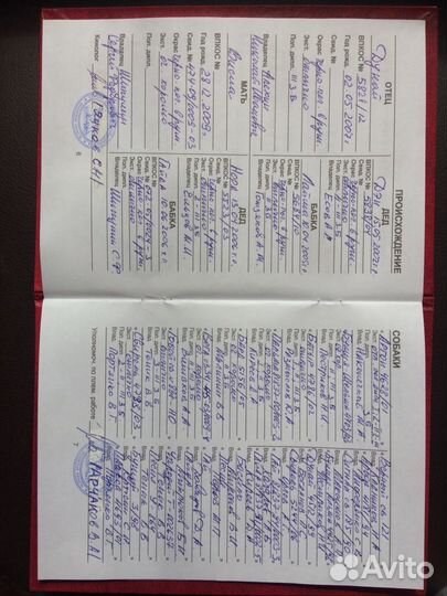 Выжлец русской пегой гончей