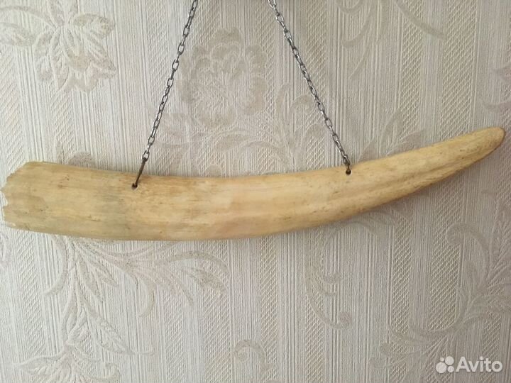 Бивень мамонта