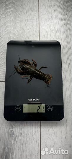 Раки для пенной вечеринки)