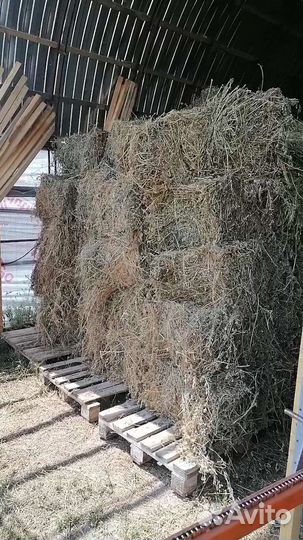 Сено люцерны в тюках