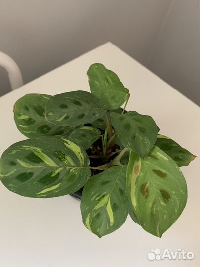 Маранта бьюти ким