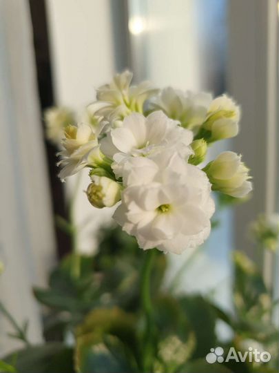 Комнатные цветы каланхоэ