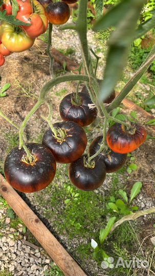 Семена коллекционных сортов томатов