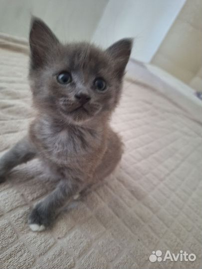 Котята ищут дом