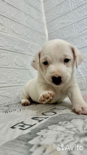 Щенки Джек Рассел терьера