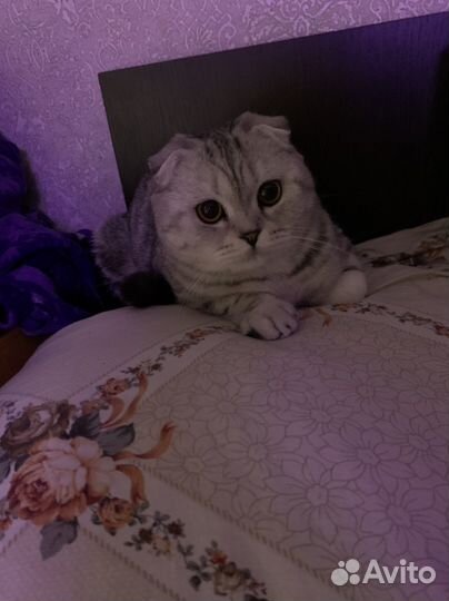 Шотландская вислоухая кошечка ищет жениха