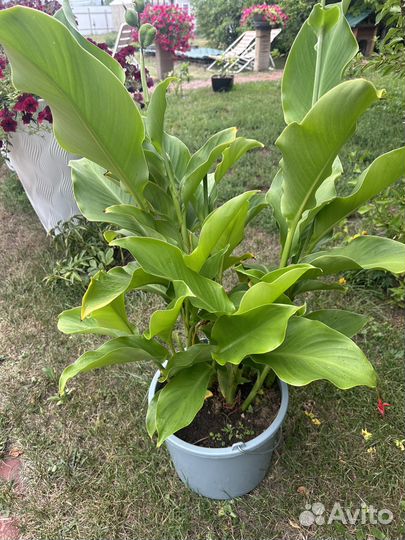 Цветы Канны